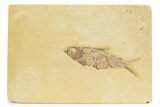 Detailed Fossil Fish (Knightia) - Wyoming #373702-1